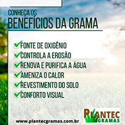 Grama para Contenção de Taludes