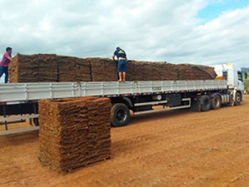 Produção de Grama Esmeralda