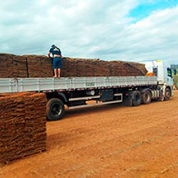 Produção de Grama Esmeralda